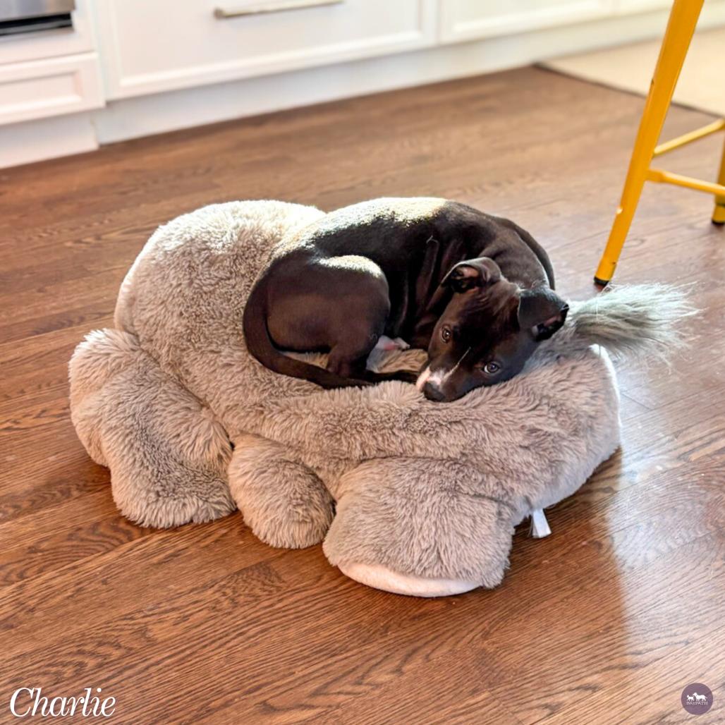 Charlie, a Adoptable mixed breed in Hopkinton, MA image 3/3