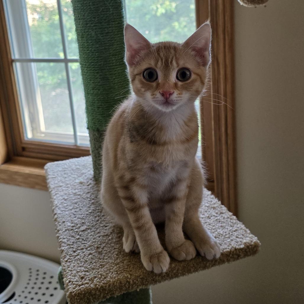 Pearl Jam (bonded with Fleetwood Mac), a Adoptable Domestic Short Hair in Madison, WI image 1/3