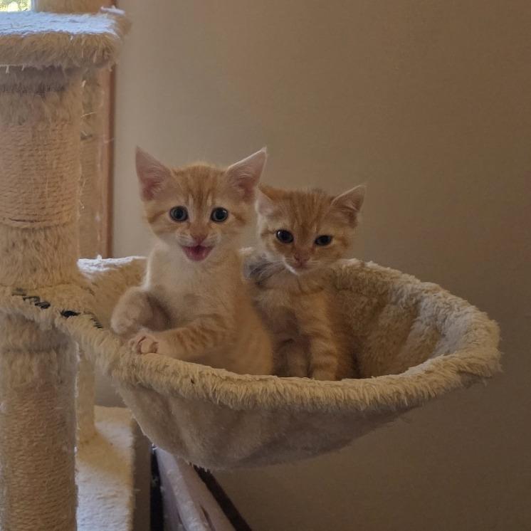Pearl Jam (bonded with Fleetwood Mac), a Adoptable Domestic Short Hair in Madison, WI image 2/3