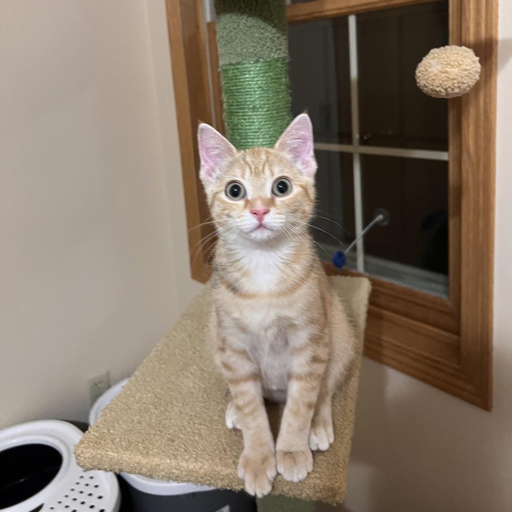 Pearl Jam (bonded with Fleetwood Mac), a Adoptable Domestic Short Hair in Madison, WI image 3/3