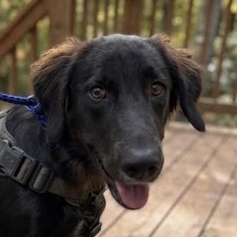 Enlarge Buccee, a ADOPTABLE mixed breed in Cumming, GA image 1/2