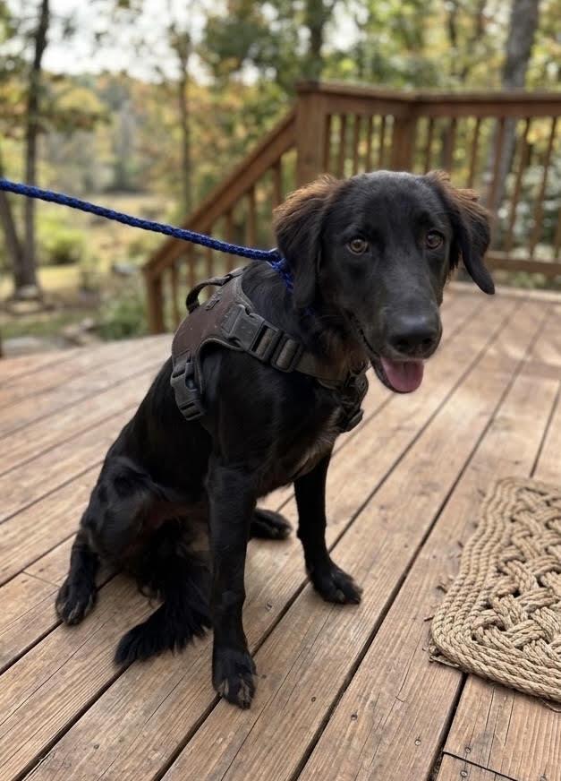 Enlarge Buccee, a ADOPTABLE mixed breed in Cumming, GA image 2/2