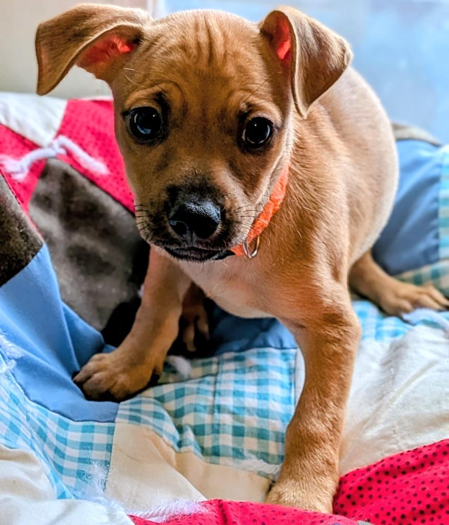 Enlarge Mace, a Adoptable mixed breed in St. Augustine, FL image 1/1