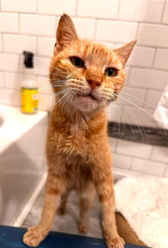 Enlarge VINTAGE, a ADOPTABLE Tabby in Pegram, TN image 5/6