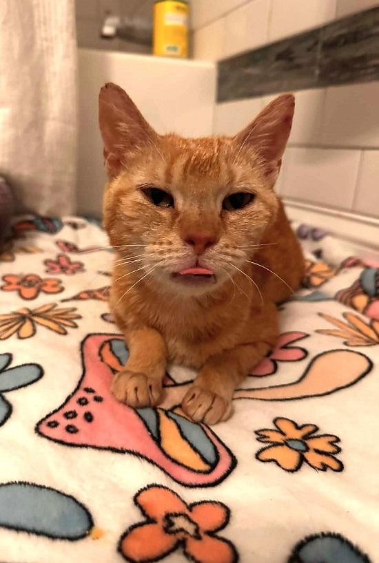 Enlarge VINTAGE, a ADOPTABLE Tabby in Pegram, TN image 2/6
