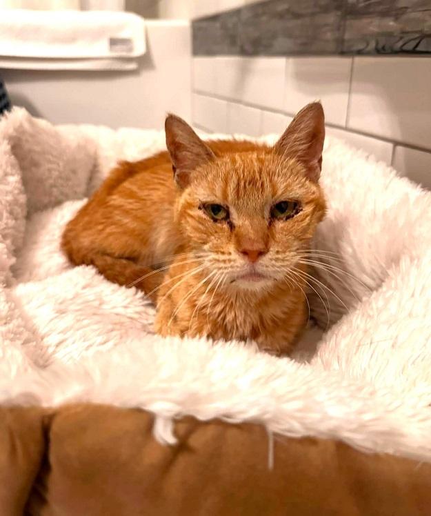 VINTAGE, ADOPTABLE, Senior Female Tabby.