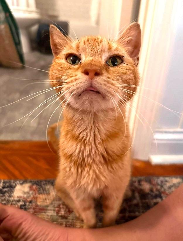 Enlarge VINTAGE, a ADOPTABLE Tabby in Pegram, TN image 6/6