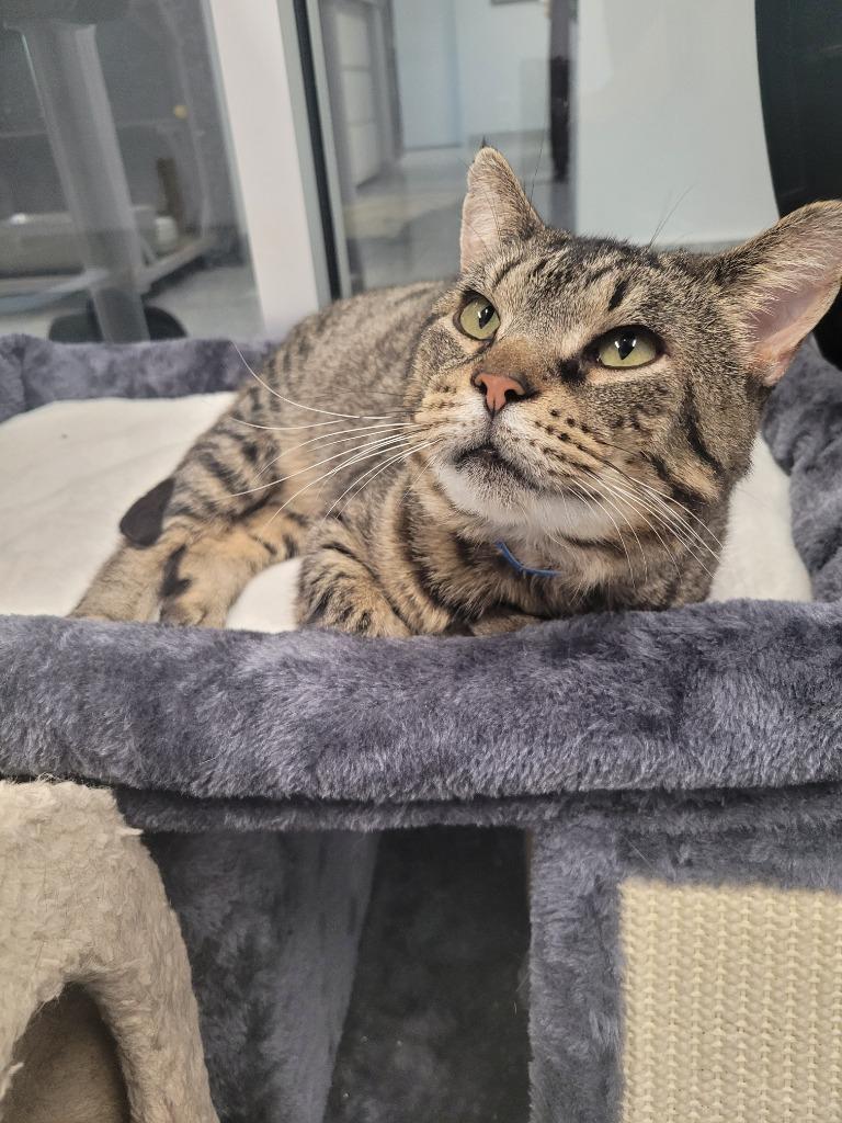 Atticus, Adoptable, Young Male Domestic Short Hair.