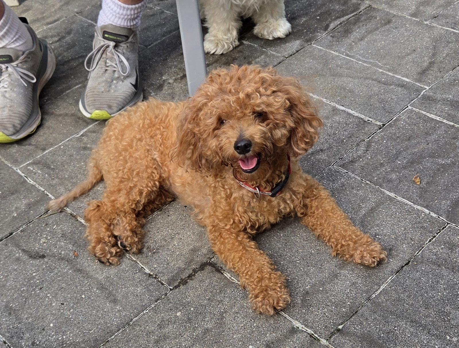 Toby - Sweet Companion, Adoptable, Adult Male Poodle & Bichon Frise.