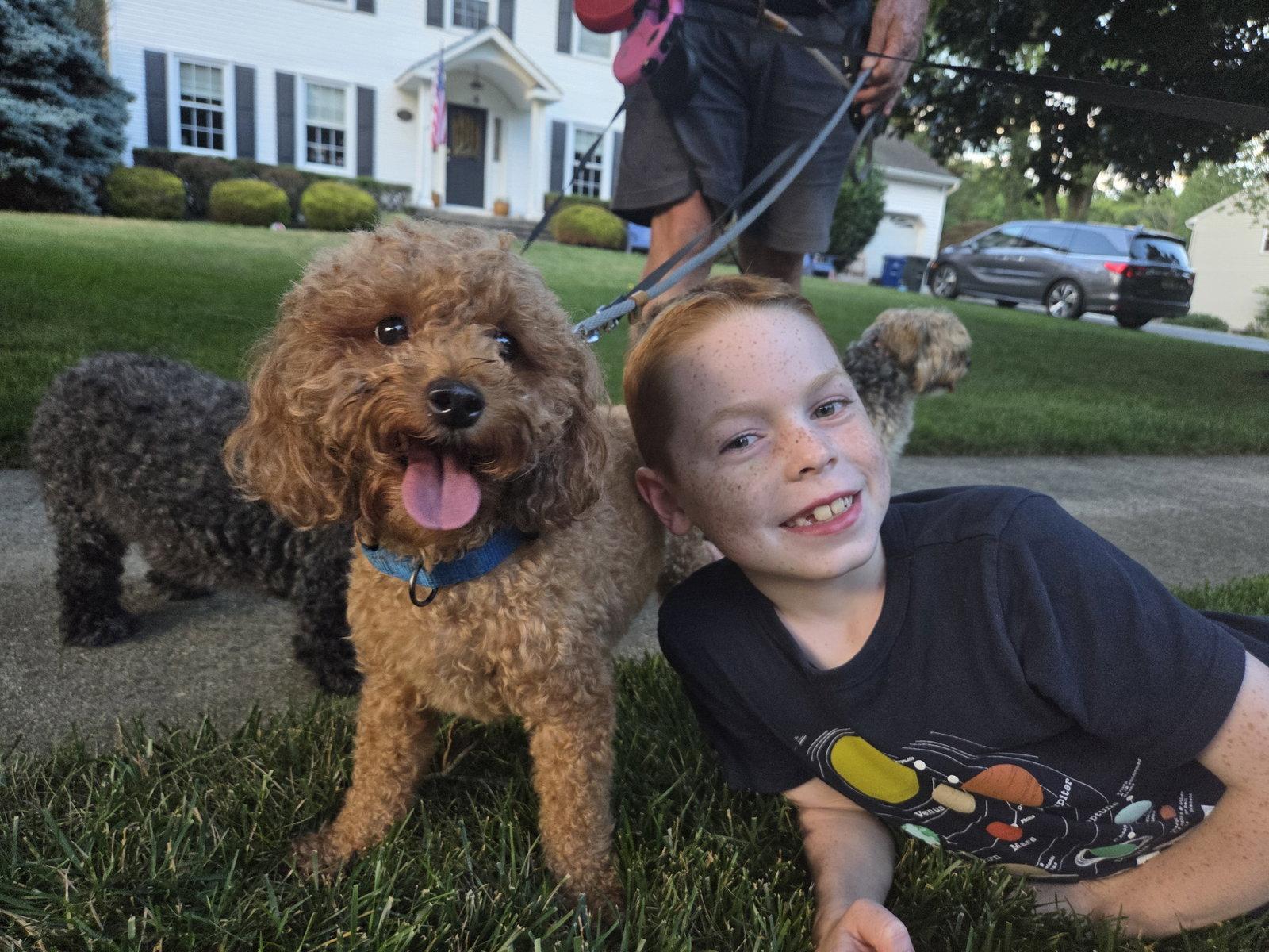 Enlarge Toby - Sweet Companion, a Adoptable mixed breed in Oakhurst, NJ image 2/2