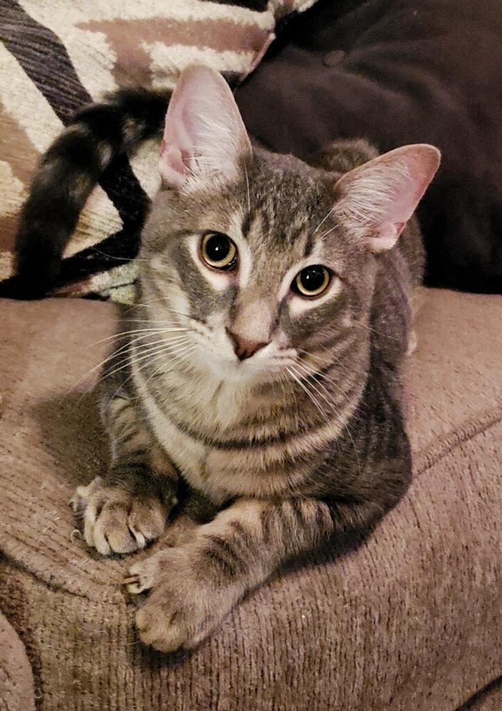 Phoenix 0746, Adoptable, Adult Male Domestic Short Hair.