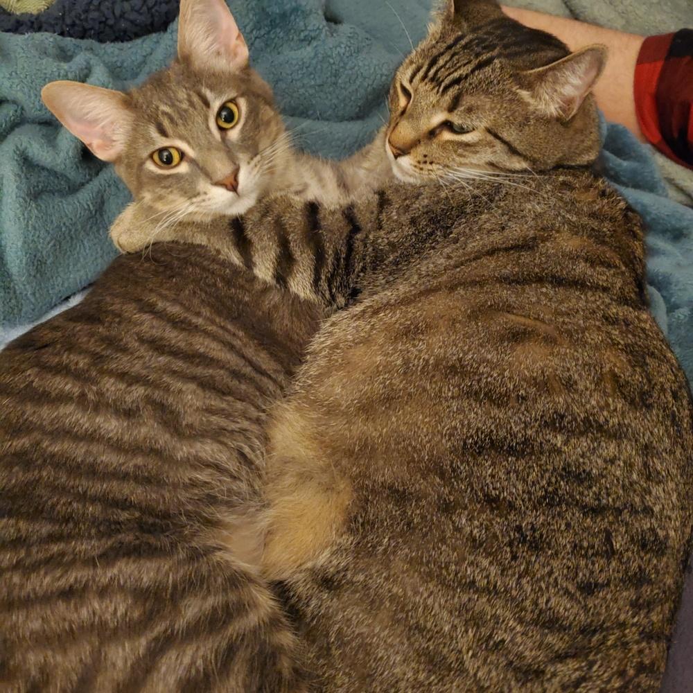 Phoenix 0746, a Adoptable Domestic Short Hair in Dallas, TX image 2/3