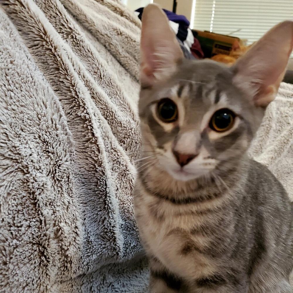 Phoenix 0746, a Adoptable Domestic Short Hair in Dallas, TX image 3/3