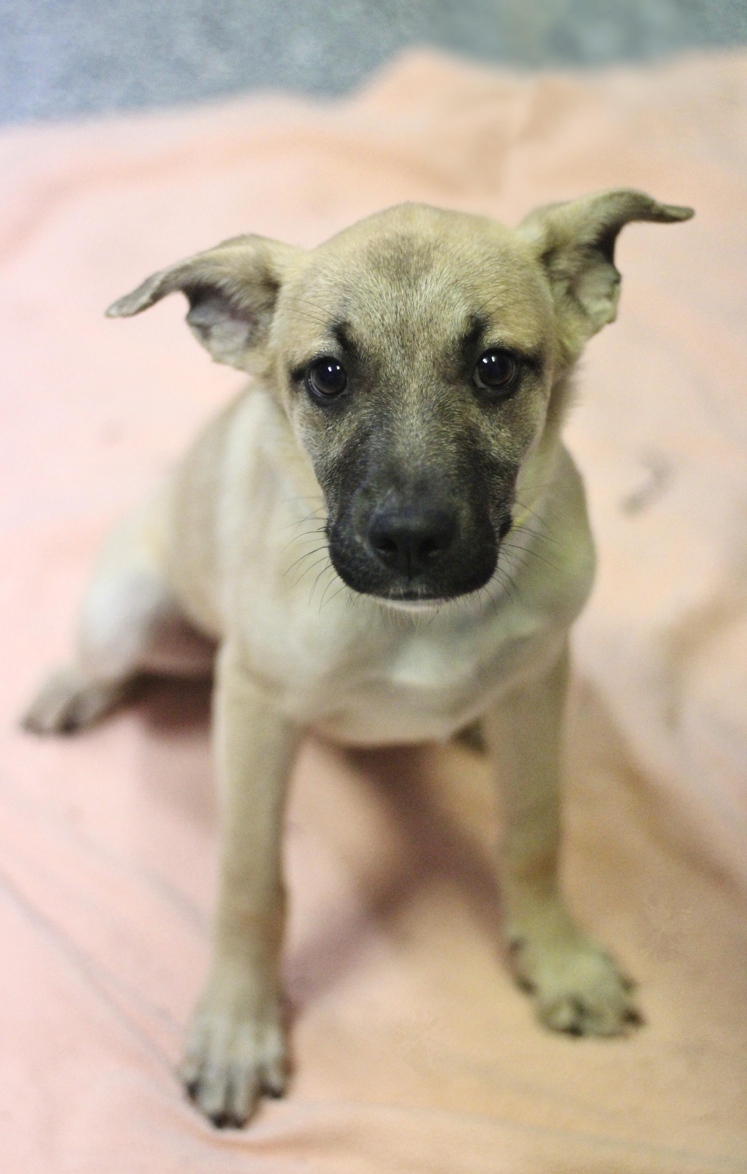 Enlarge Bow Tie in NH. Come Meet our Adoptable Dogs Wednesday-Saturday. More info in Bio, a Adopted mixed breed in Manchester, NH image 3/3