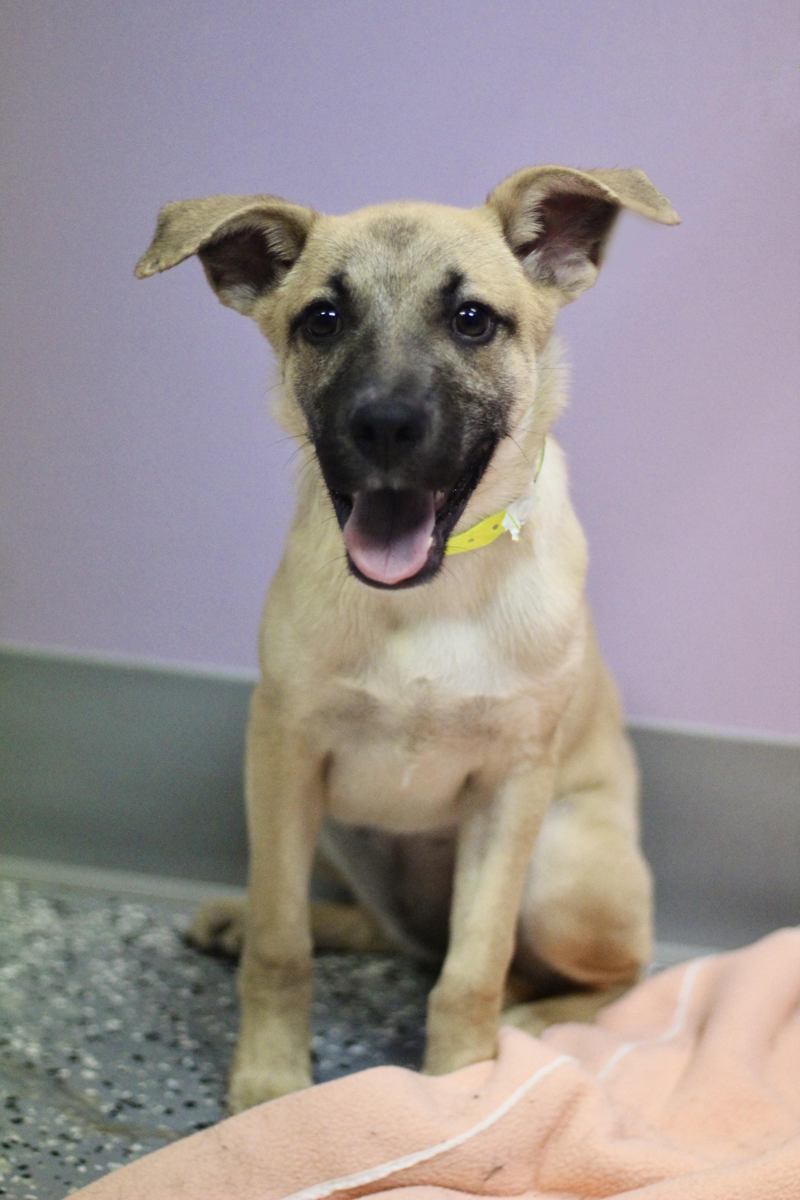 Bow Tie in NH. Come Meet our Adoptable Dogs Wednesday-Saturday. More info in Bio, Adopted, Puppy Female Shepherd.