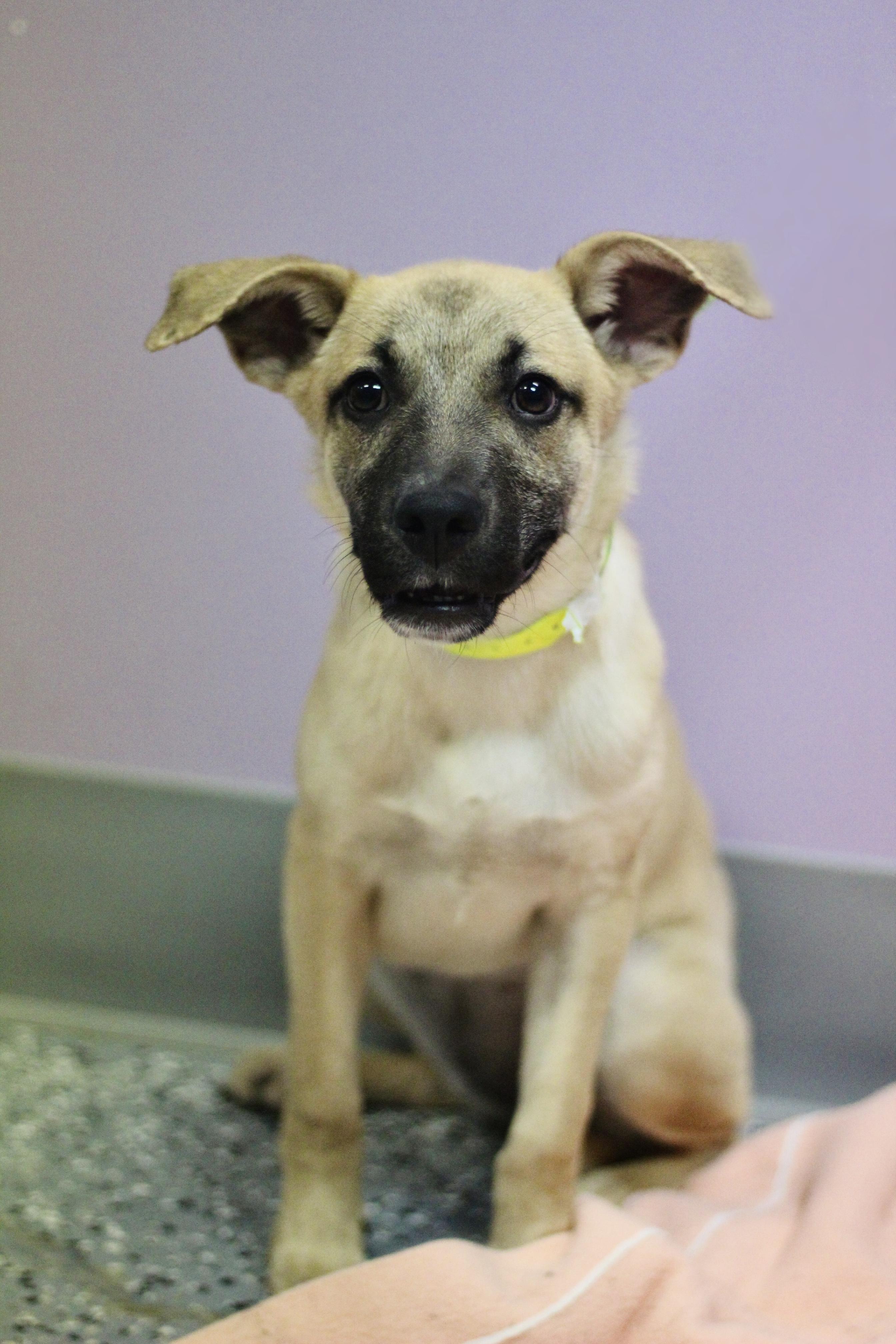 Enlarge Bow Tie in NH. Come Meet our Adoptable Dogs Wednesday-Saturday. More info in Bio, a Adopted mixed breed in Manchester, NH image 2/3