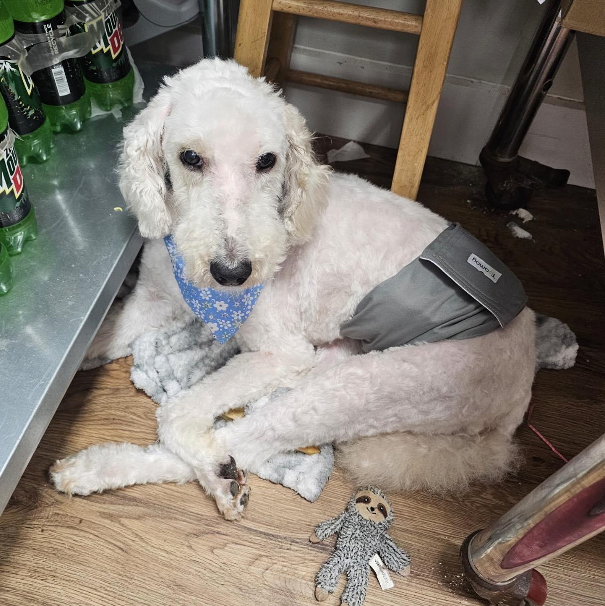 Enlarge Ralph, a ADOPTABLE Goldendoodle in Youngstown, OH image 2/4