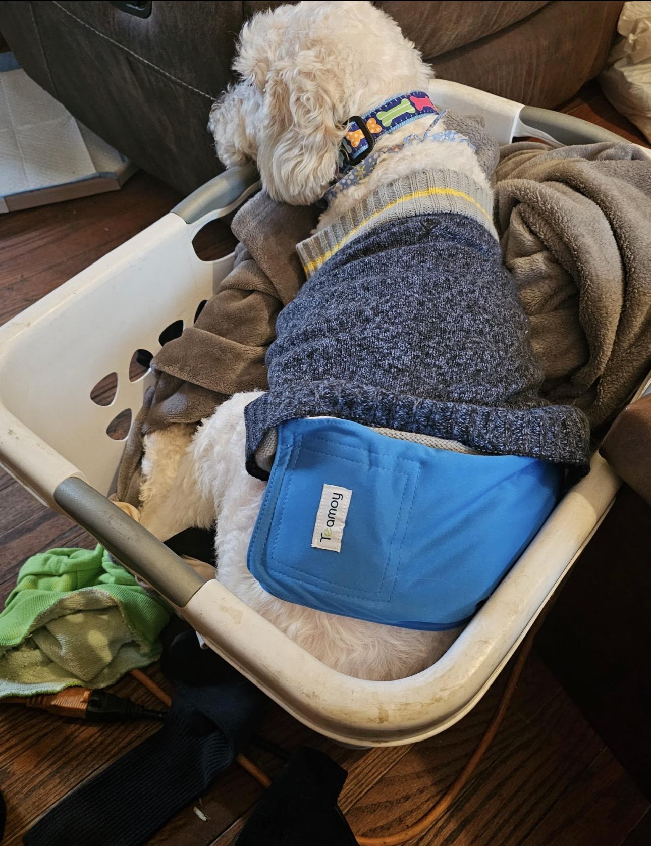 Enlarge Ralph, a ADOPTABLE Goldendoodle in Youngstown, OH image 4/4