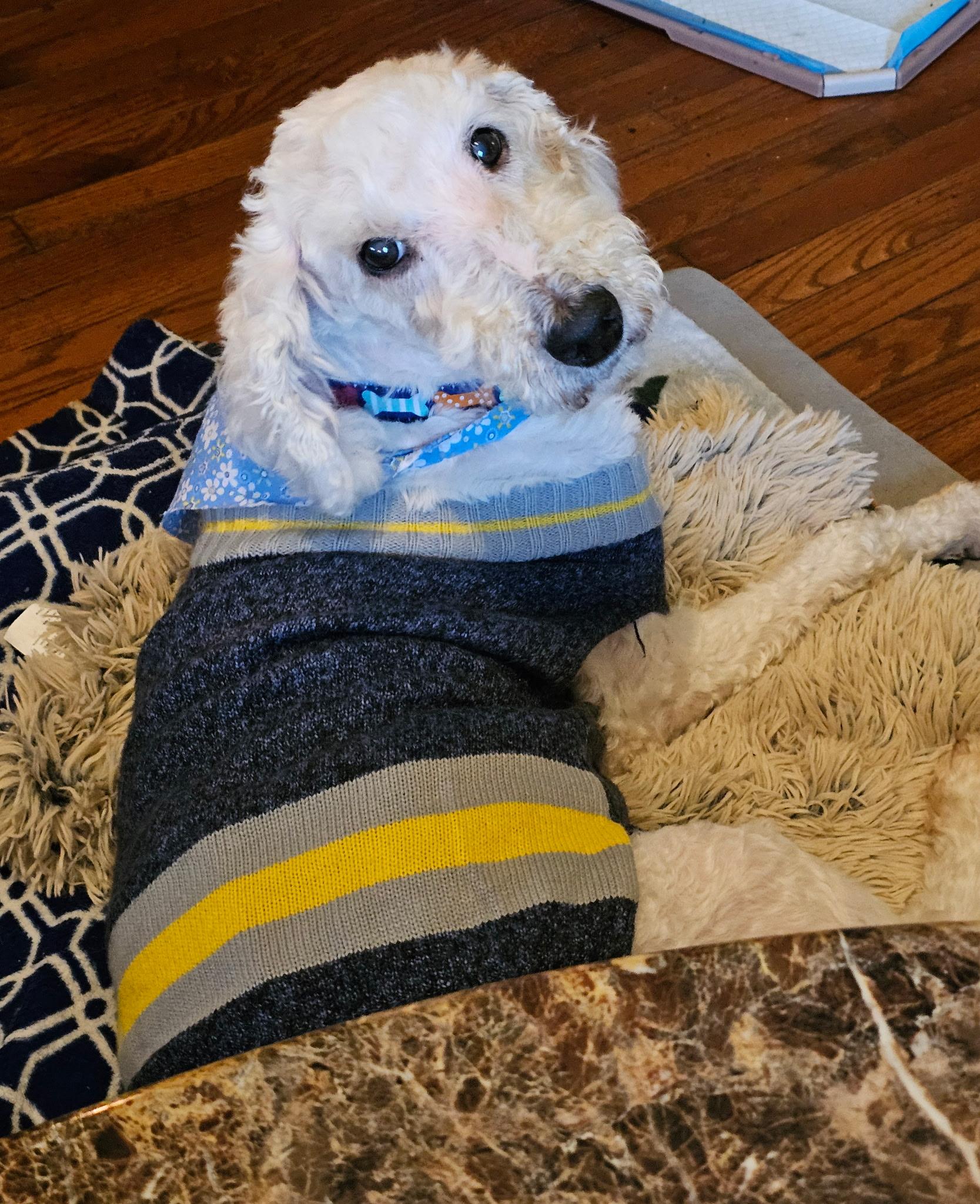 Ralph, ADOPTABLE, Senior Male Goldendoodle.