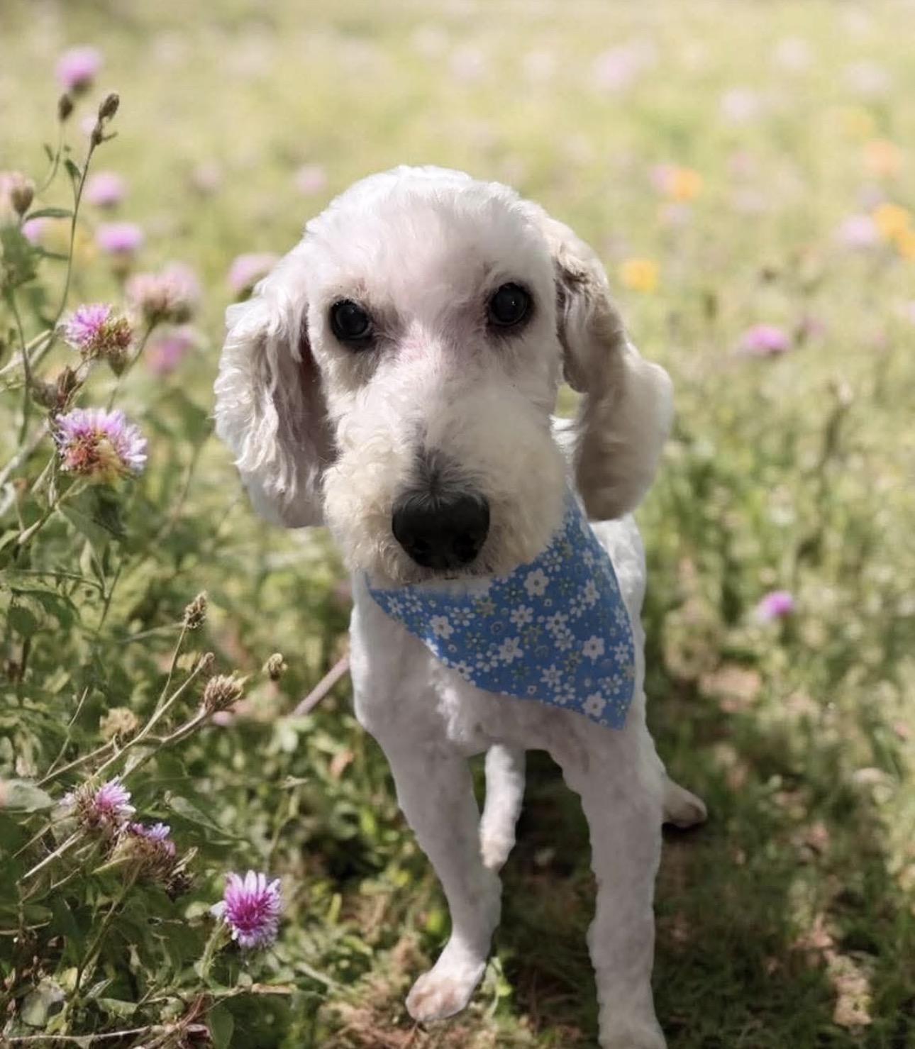 Ralph, Adoptable, Senior Male Goldendoodle.