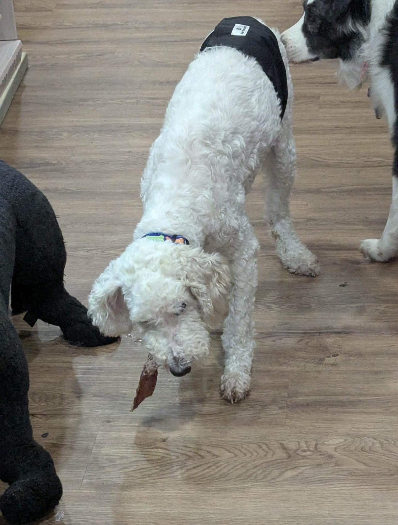 Enlarge Ralph, a ADOPTABLE Goldendoodle in Youngstown, OH image 3/4