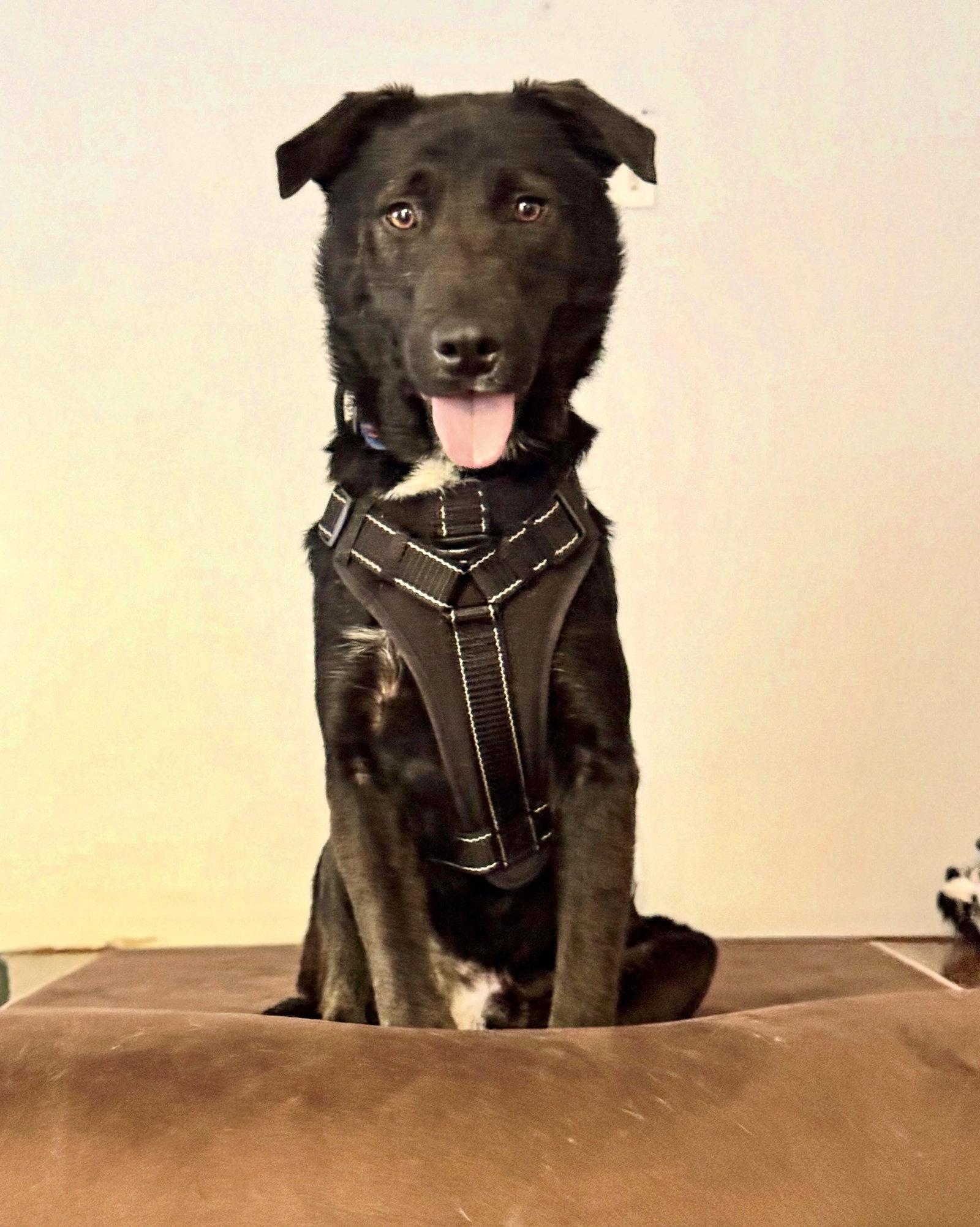 Ernie, Adoptable, Adult Male Shepherd & Labrador Retriever.