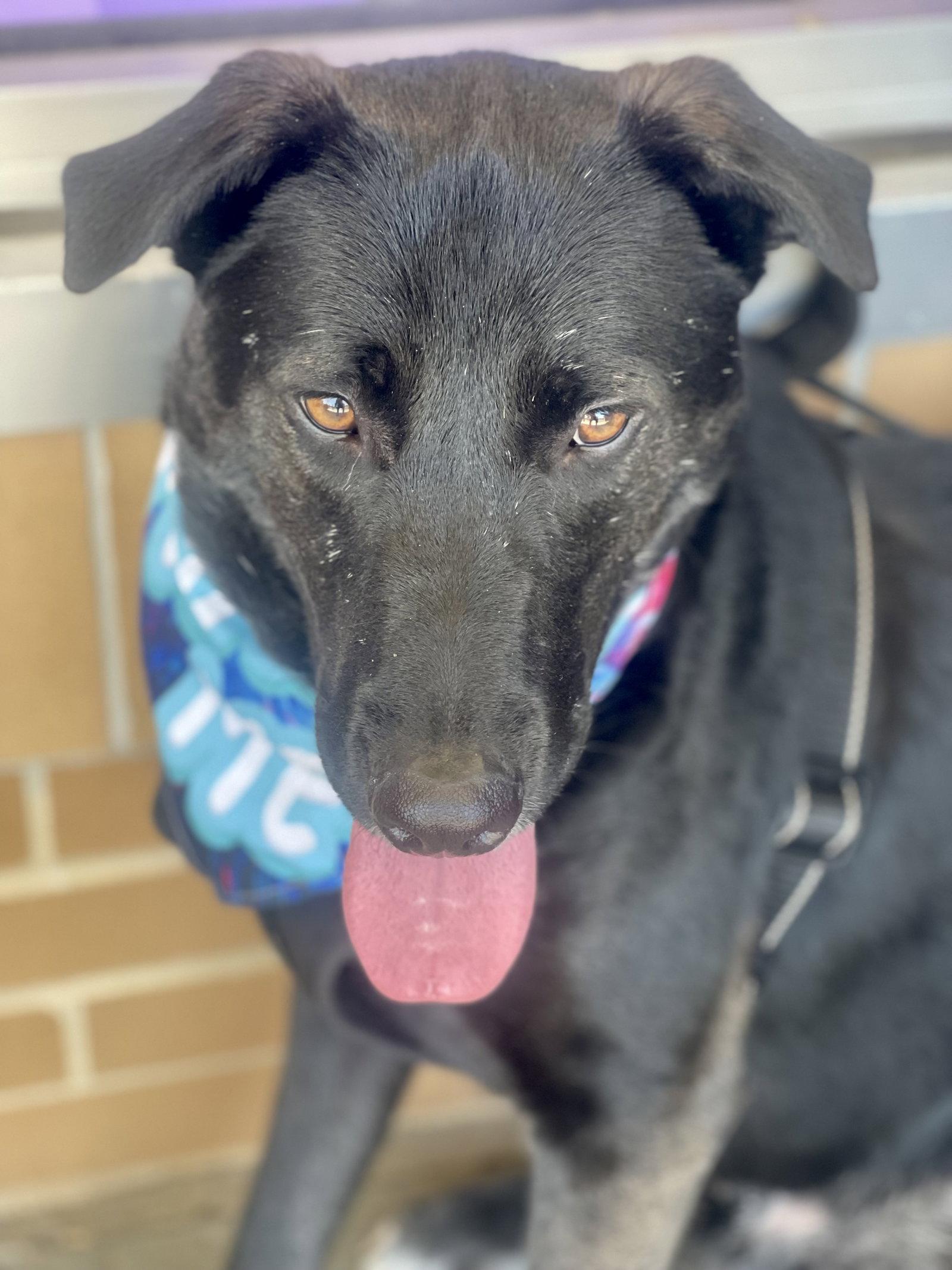 Ernie, Adoptable, Adult Male Shepherd & Labrador Retriever.