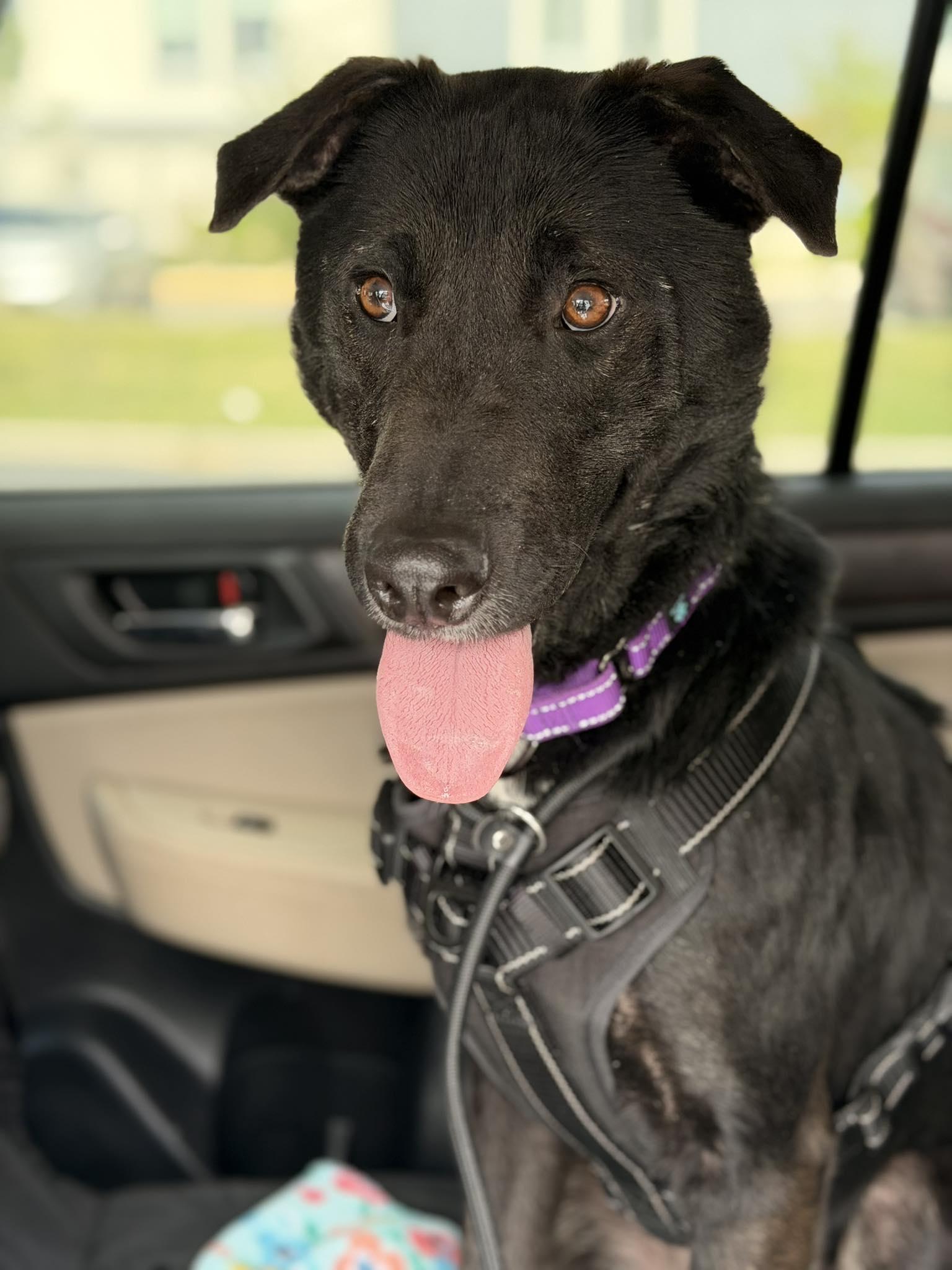 Enlarge Ernie, a Adoptable mixed breed in Blackwood, NJ image 3/3