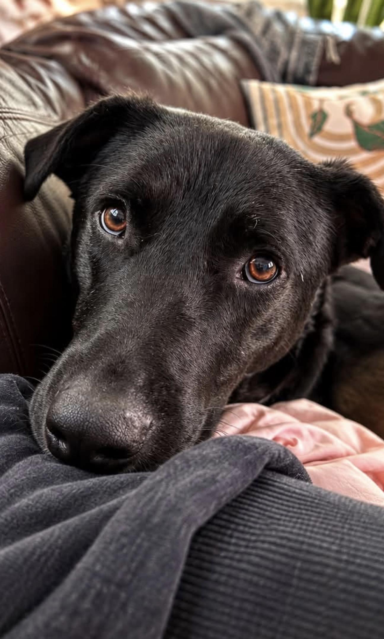 Enlarge Ernie, a Adoptable mixed breed in Blackwood, NJ image 3/3