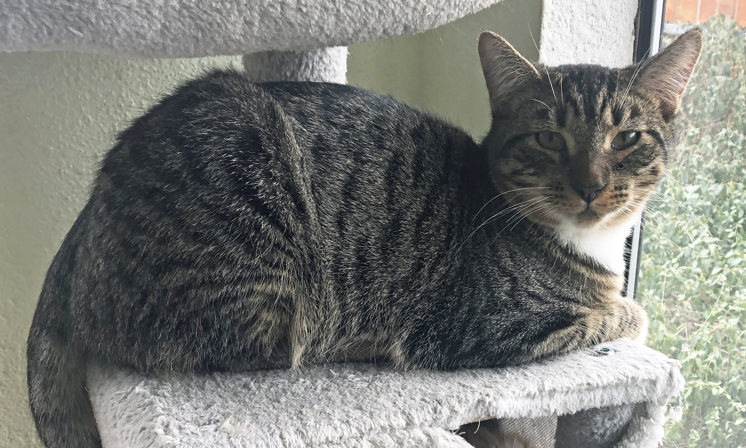 Mr. LITTLE-M, a Adoptable mixed breed in Prescott, AZ image 2/3