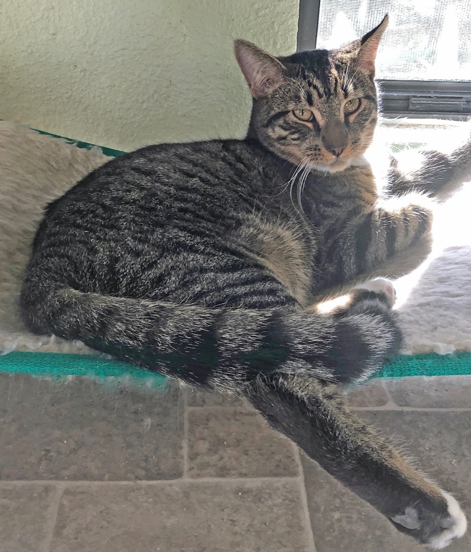 Mr. LITTLE-M, a Adoptable mixed breed in Prescott, AZ image 3/3