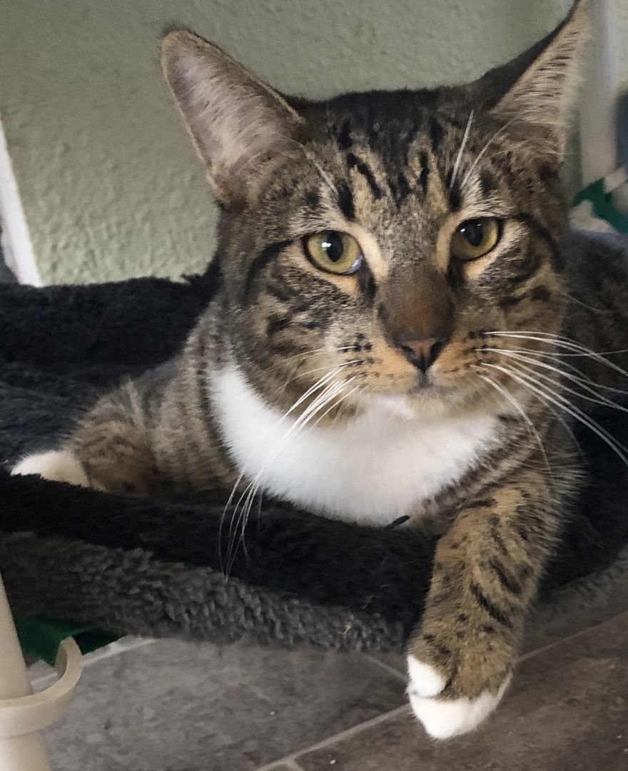 Mr. LITTLE-M, a Adoptable mixed breed in Prescott, AZ image 1/3