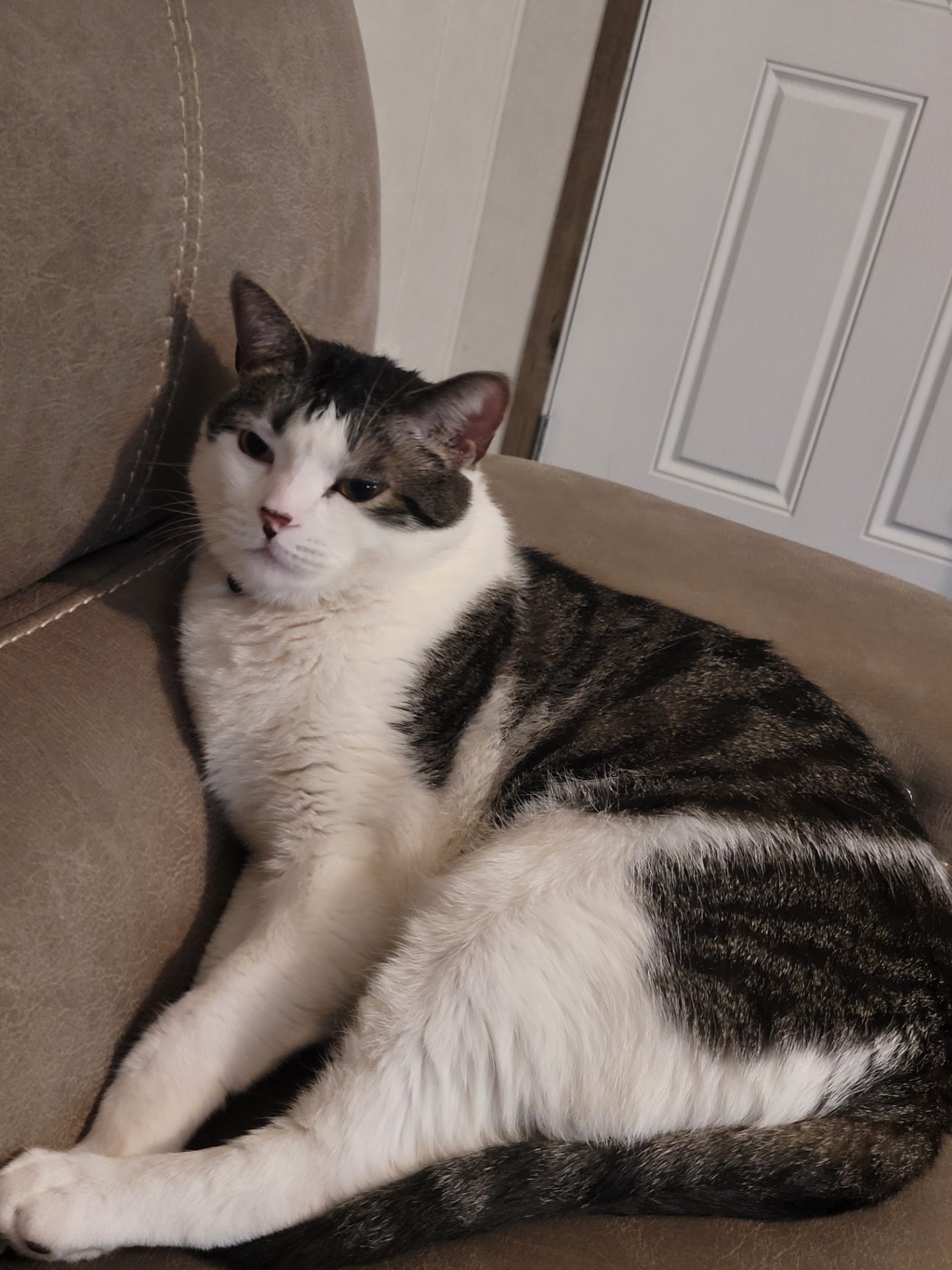 ** Courtesy Post ** Cleo + Lillie + Grayson, a Adoptable Domestic Short Hair in Sterling Heights, MI image 5/6