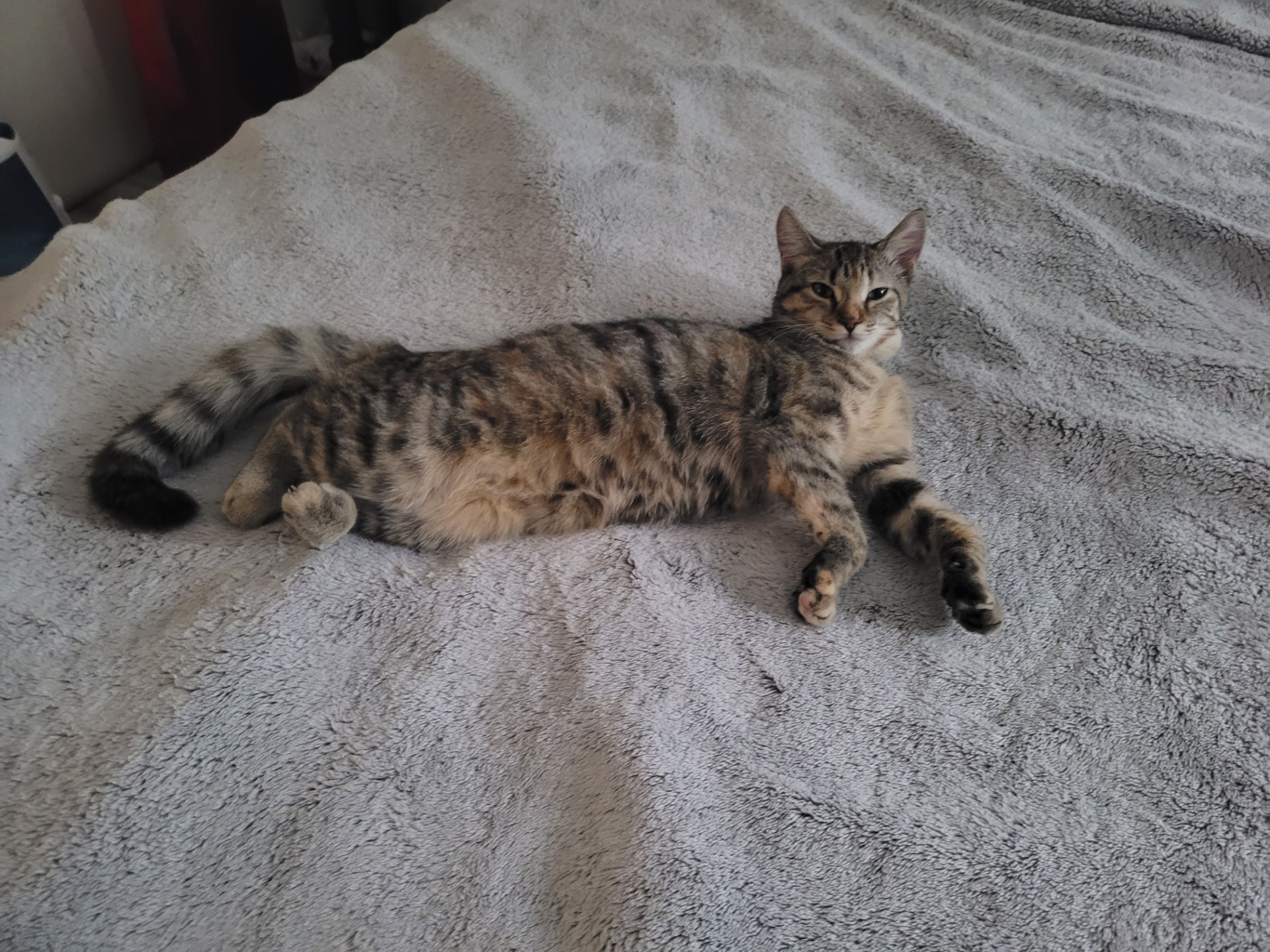 ** Courtesy Post ** Cleo + Lillie + Grayson, a Adoptable Domestic Short Hair in Sterling Heights, MI image 3/6