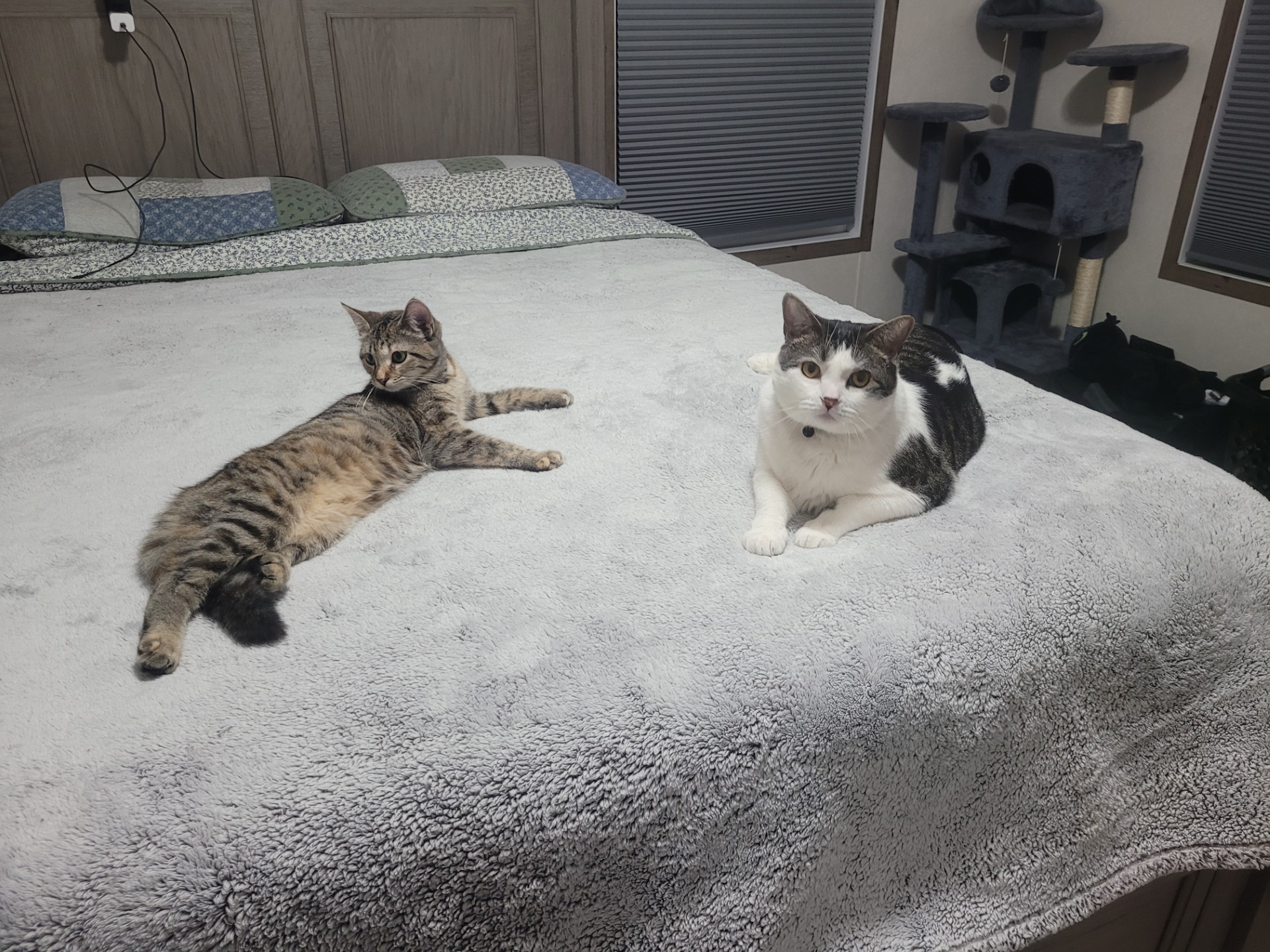 ** Courtesy Post ** Cleo + Lillie + Grayson, a Adoptable Domestic Short Hair in Sterling Heights, MI image 4/6