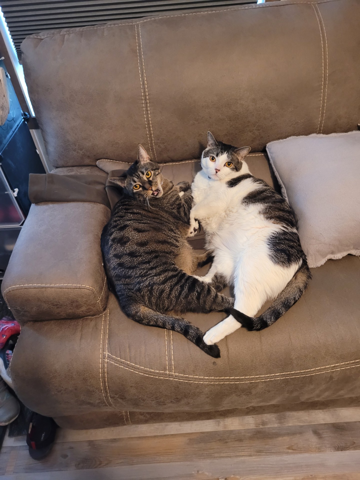 ** Courtesy Post ** Cleo + Lillie + Grayson, Adoptable, Adult Female Domestic Short Hair.