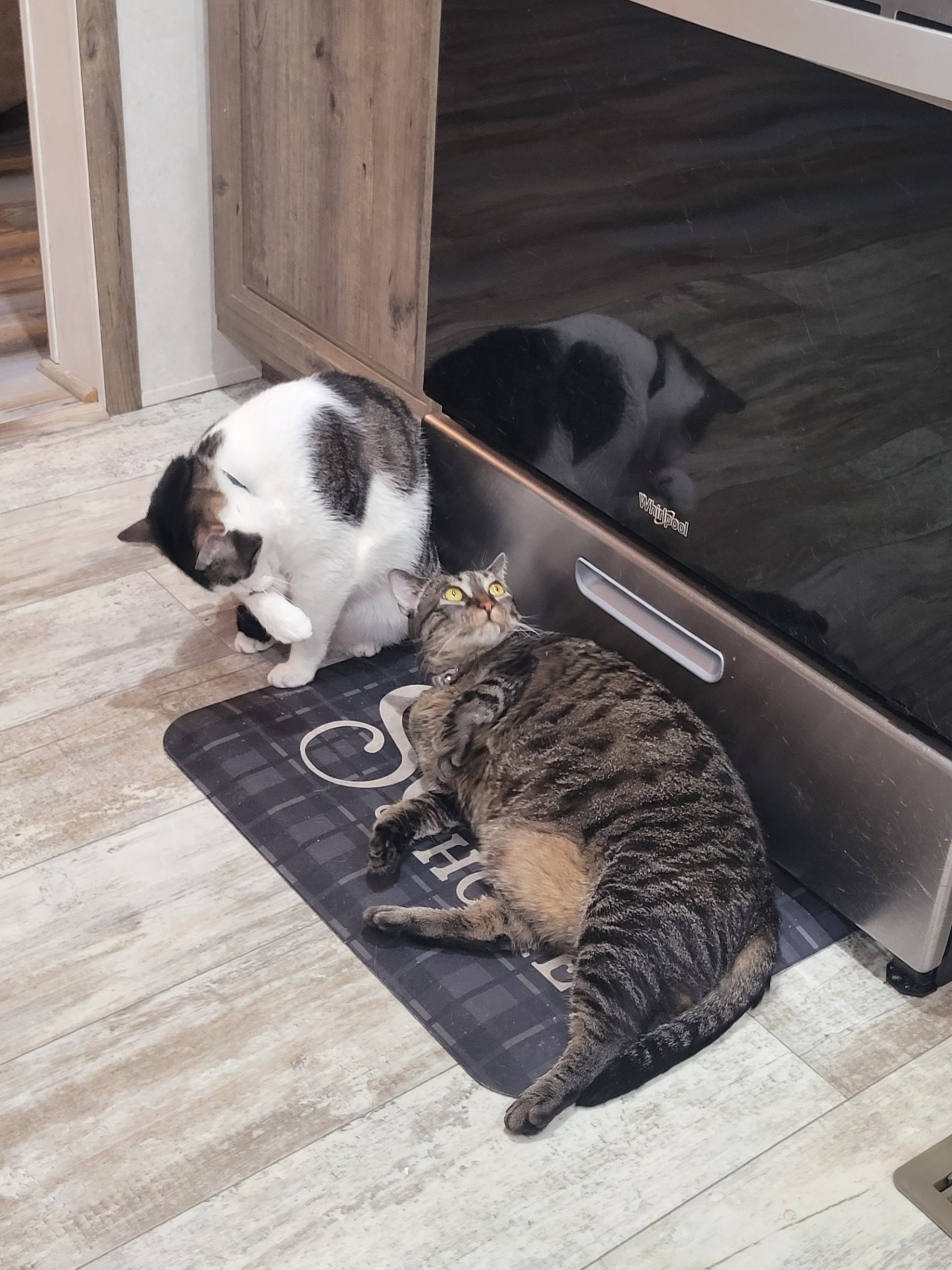 ** Courtesy Post ** Cleo + Lillie + Grayson, a Adoptable Domestic Short Hair in Sterling Heights, MI image 2/6