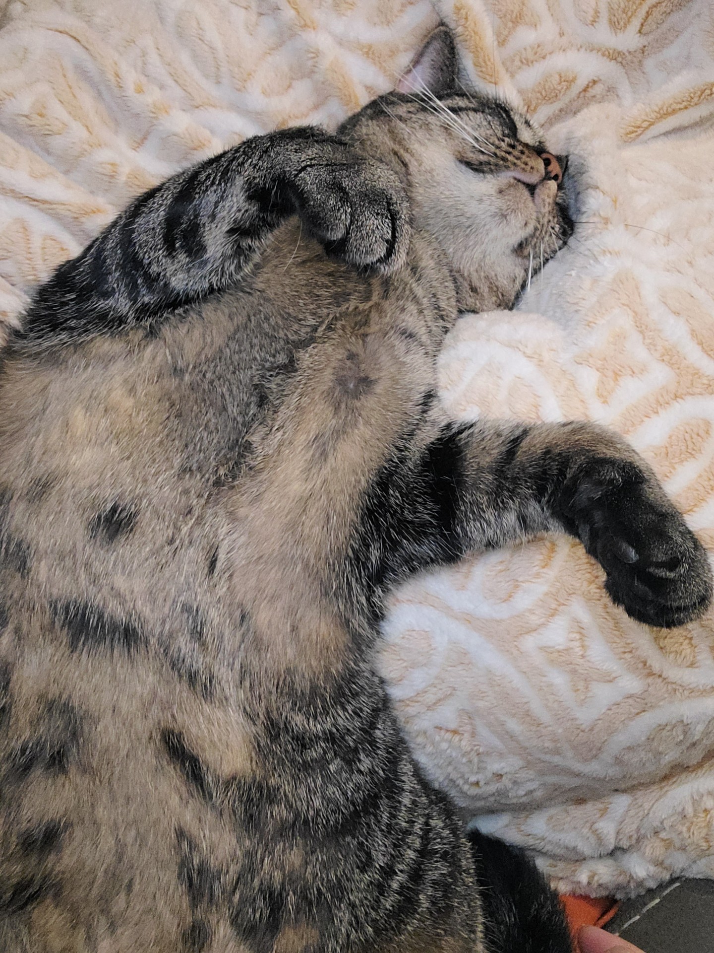 ** Courtesy Post ** Cleo + Lillie + Grayson, a Adoptable Domestic Short Hair in Sterling Heights, MI image 6/6