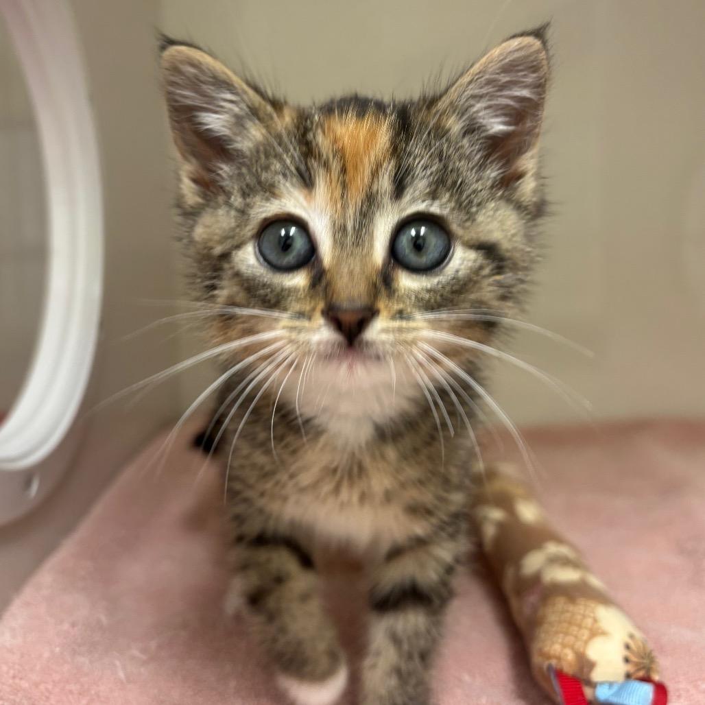 Enlarge Rosie, a Adoptable Domestic Short Hair in Redwood City, CA image 1/1