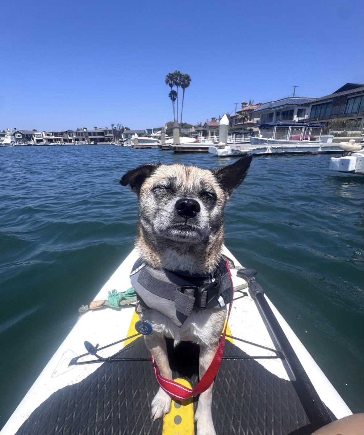 Enlarge Gretta, a Adoptable mixed breed in Pasadena, CA image 1/6