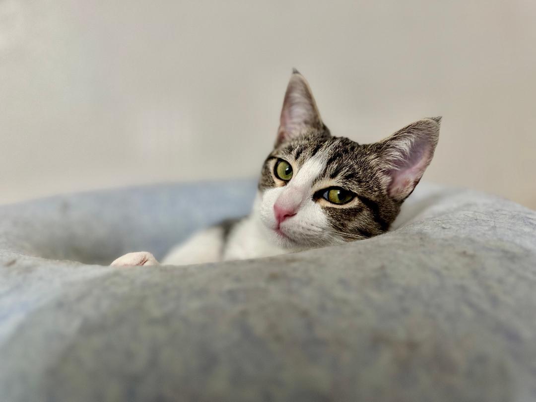 Morro, a Adoptable Domestic Short Hair in Oceanside, CA image 1/5