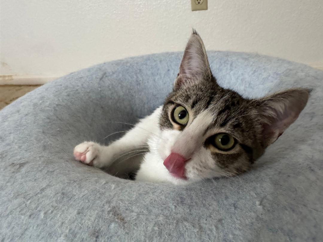 Morro, a Adoptable Domestic Short Hair in Oceanside, CA image 2/5