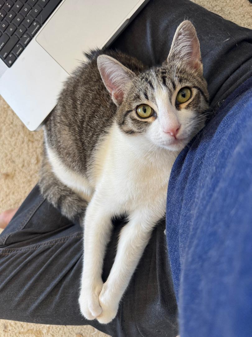 Morro, a Adoptable Domestic Short Hair in Oceanside, CA image 3/5