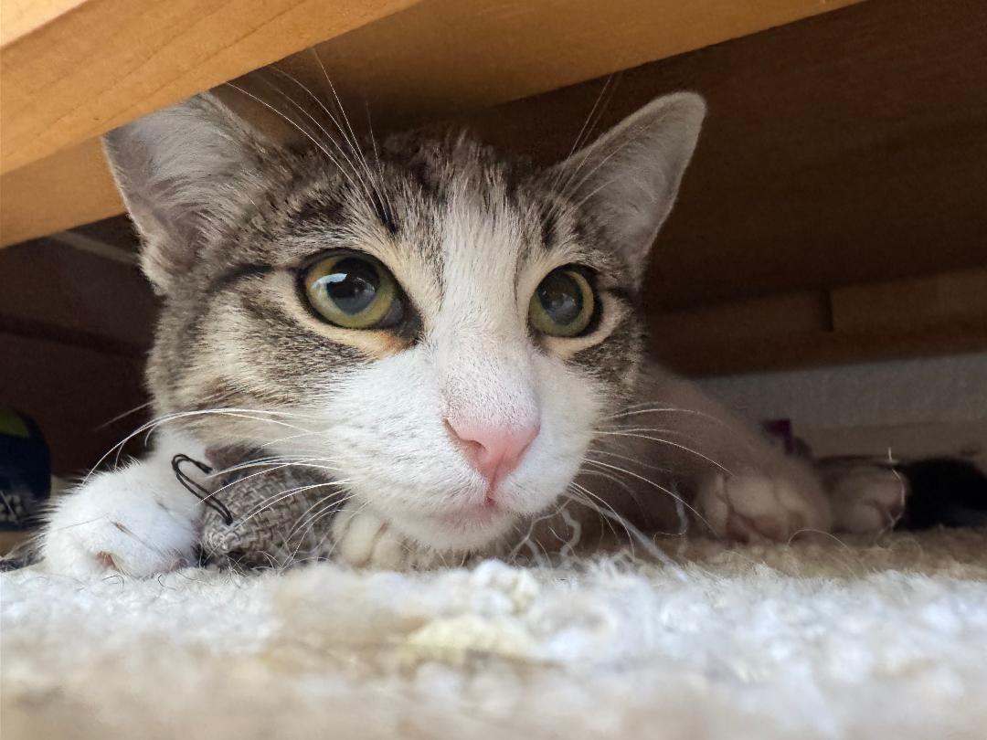 Morro, a Adoptable Domestic Short Hair in Oceanside, CA image 4/5