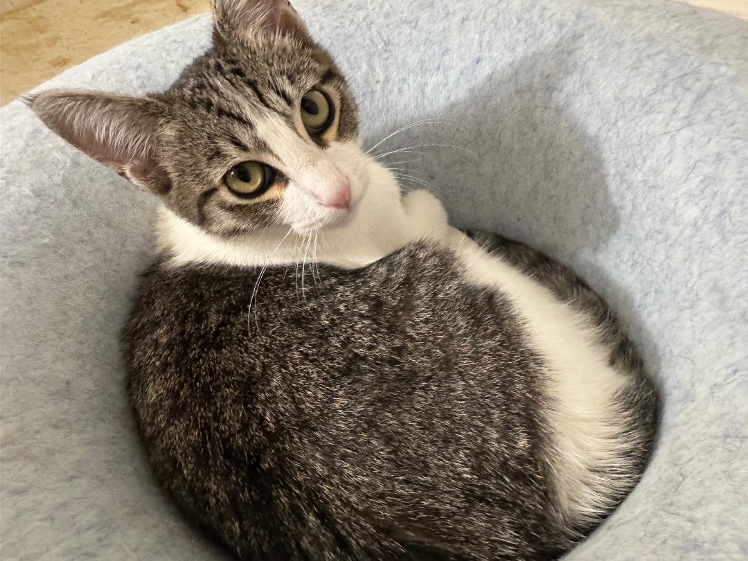 Morro, a Adoptable Domestic Short Hair in Oceanside, CA image 5/5