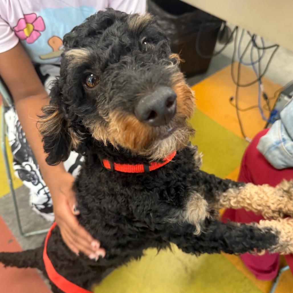 Champ, Adoptable, Adult Male Cockapoo.