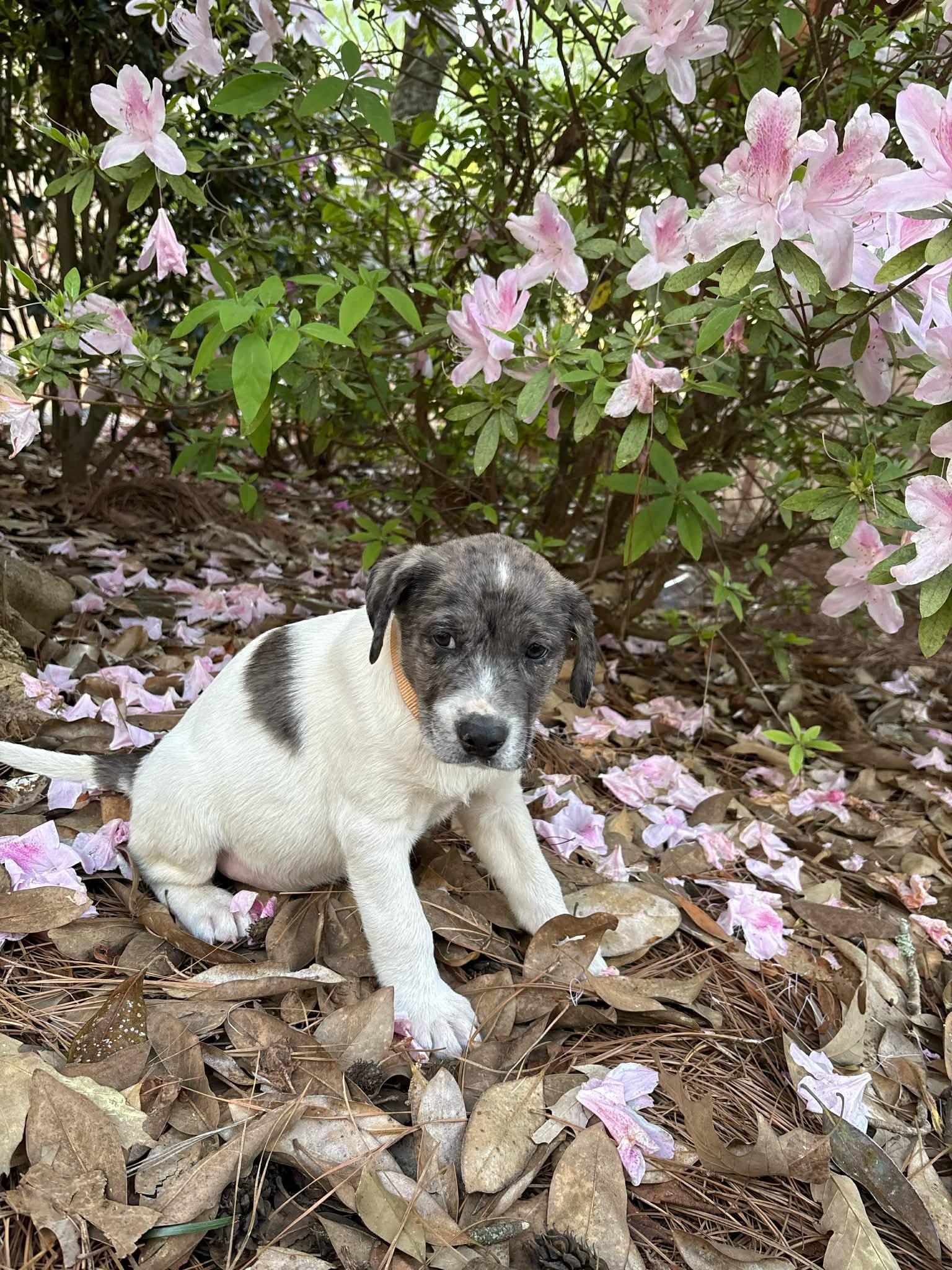 Enlarge Murphy*, a Adoptable mixed breed in Bristol, RI image 4/5