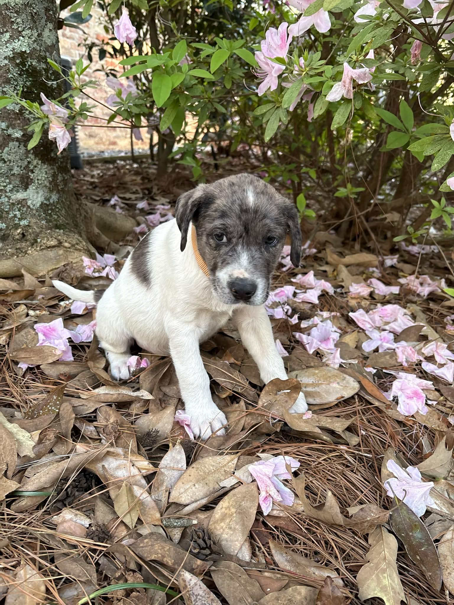 Enlarge Murphy*, a Adoptable mixed breed in Bristol, RI image 2/5