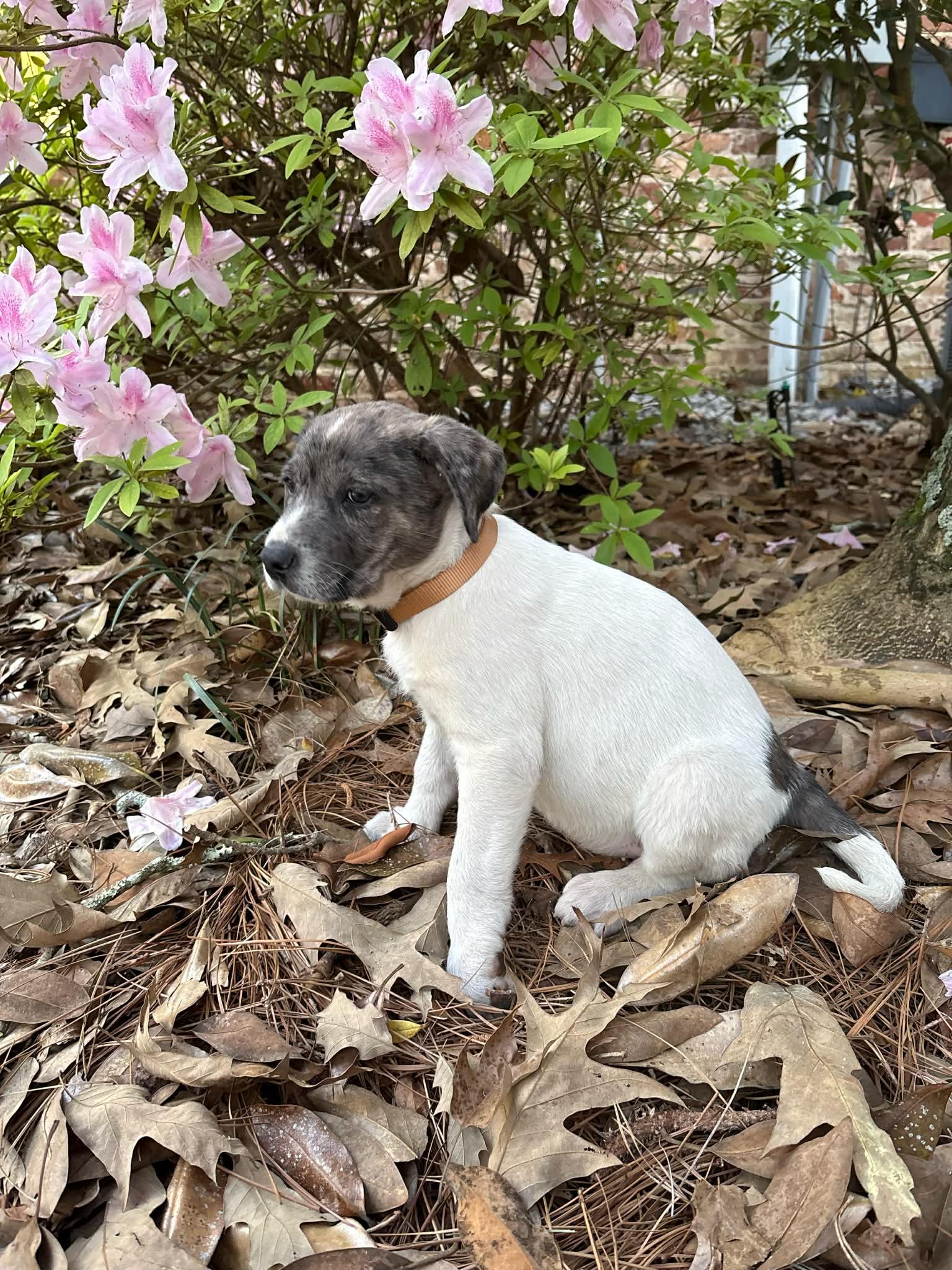 Enlarge Murphy*, a Adoptable mixed breed in Bristol, RI image 3/5