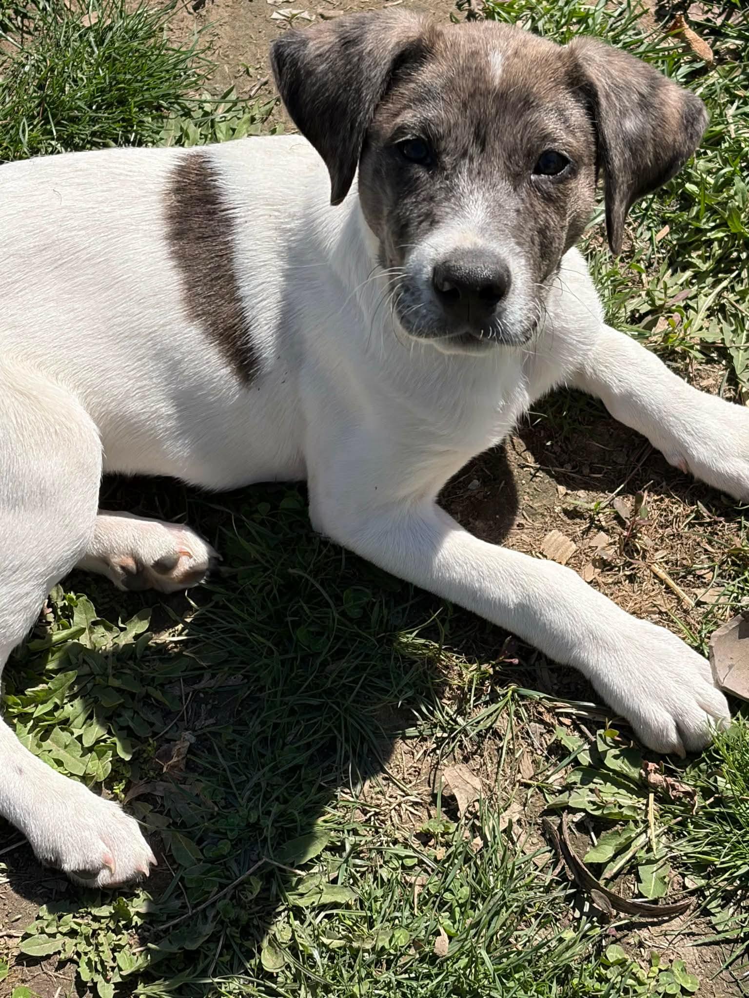 Enlarge Murphy*, a Adoptable mixed breed in Bristol, RI image 4/5